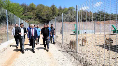 Sokak dostlarına modern yuva: Kocaeli’de 650 cana kucak açan dev tesis kapılarını açtı