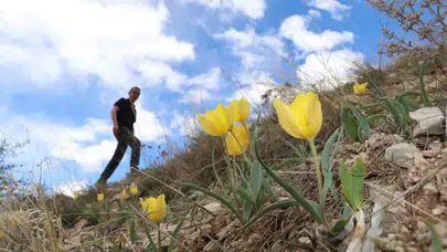 Erzurum’un zirvelerinde bahar şöleni: Dağlar sarı ve kırmızıya boyandı