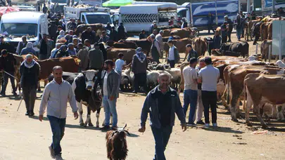 Pazarlık sesleri Diyarbakır’dan yükseliyor: Kurbanlık borsasında bayram mesaisi hızlandı