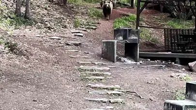 Ankara'nın yanı başındaki sürpriz misafirler: Piknik masalarının arasında gezintiye çıktılar