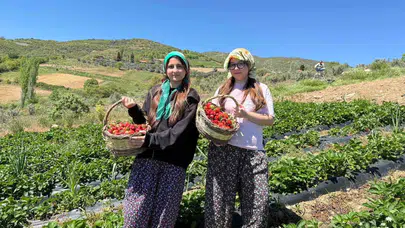 Toprağın bereketine gönüllü dokunuş: Salihlili gençler tarlaya indi
