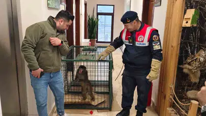 Köy yolunda şaşkına çeviren karşılaşma: Yozgat’ta bulunan egzotik misafir Ankara’ya gönderildi