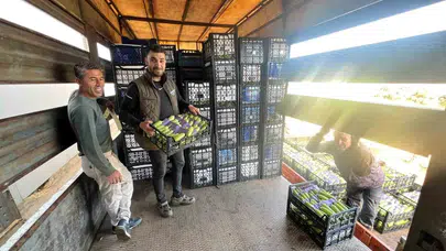 İznik’in bereketli topraklarında yaz bereketi: İlk hasat üreticinin yüzünü güldürdü