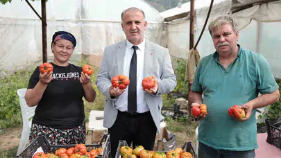 Eskilerin 'dangalak' dediği o lezzet sofralara döndü: İncirliova'da hasat heyecanı