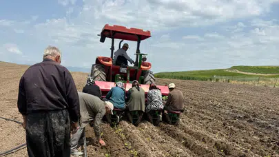 Kahta’da tütün mesaisi başladı: Kaliteyi artıracak kritik uyarı geldi