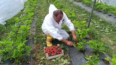 12 bin fideyle toprağa umut ekti: Bilecik'te çilek bereketi yüzleri güldürdü
