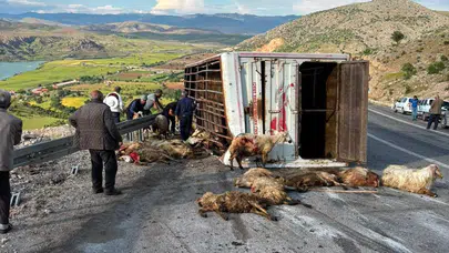 Erzincan’da acı bilanço: Kamyon devrildi, 15 koyun can verdi