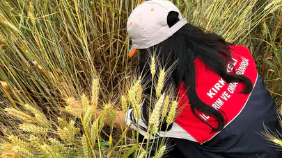 Trakya’nın bereketli topraklarında alarm: Süne zararlısına karşı kritik takip başladı