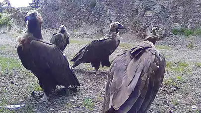Gökyüzünün devleri objektiflere yakalandı: Bolu’nun ıssız dağlarında nadir bir misafir
