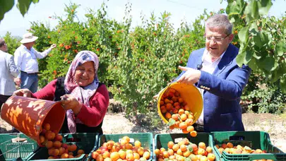 Denizli’nin bereketli topraklarında hasat mesaisi: Başkan Subaşıoğlu üreticinin yanında