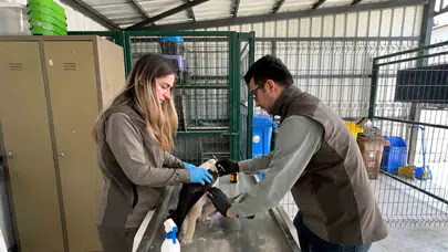 Gökyüzündeki zorlu yolculuk yarım kalmıştı: Elektrik akımına kapılan leylek hayata tutundu