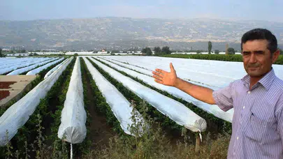 Sarıgöl’de bağlar koruma altına alınıyor: Üretici iklim kalkanı için düğmeye bastı