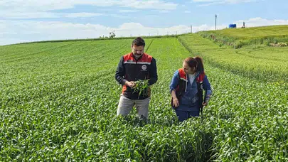 Kuraklığa karşı yerli çözüm: Çorum tarlalarında "Kirve" dönemi başladı