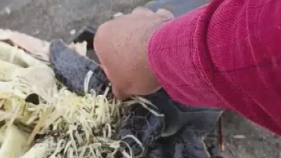 Ölümden döndü: Sahil temizliğinde fark edilen yavru kaplumbağaya belediye eli değdi