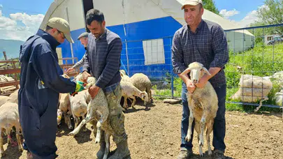 Afyonkarahisar’da çiftçinin yüzü gülecek: Hayvan varlığı güvence altına alınıyor