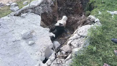 Şanlıurfa’da yürekleri ağza getiren kurtarma operasyonu: Çukura düşen inek ölümden döndü