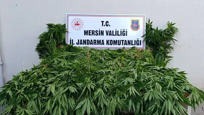 Ormanlık alanda 100 metrelik hortum düzeneği ele verdi: 402 kök kenevirle yakalandılar