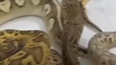 Çatalca’da korkutan manzara: Müstakil evden egzotik yılan koleksiyonu çıktı