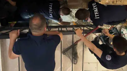 Kütüphanede nefes kesen operasyon: Hamile kedi için duvarları yıktılar