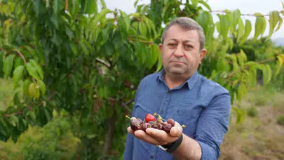 Tokat’ta kiraz üreticisinin kabusu: Hasat başlamadan ürünler dalında çürüdü