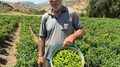 Sofraların vazgeçilmezi Çermik biberi sahneye çıktı: İlk hasat cep yakıyor