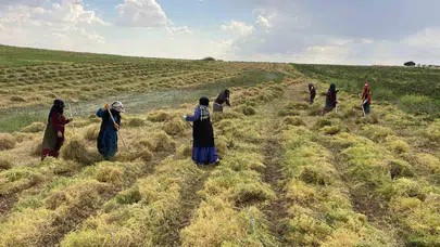 Bereketli toprakların altın sarısı hasadı: Şanlıurfa’da mercimek mesaisi başladı