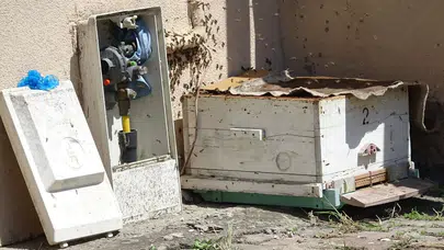 Doğal gaz kutusunu kovan yaptılar: Apartman sakinlerinin korkulu rüyası sona erdi