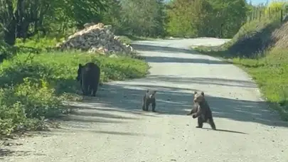 Ayı ailesiyle orman yolunda sıra dışı karşılaşma: "Yavrularını da al git" dediler