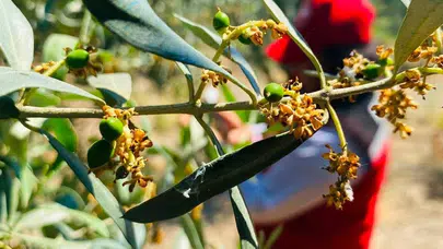 Zeytin üreticisine kritik uyarı: Hasat öncesi güve nöbeti başladı