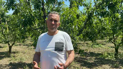 Bursa’da bereket çiftçinin mesaisini ikiye katladı: Dallardaki yoğunluk maliyeti artırdı