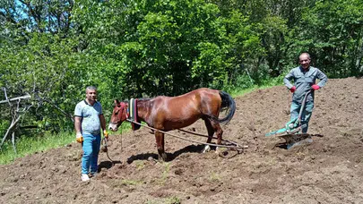 Modern tarım teknolojisine meydan okuyan gelenek: Hizan’ın sarp yamaçlarında atlı karasaban dönemi