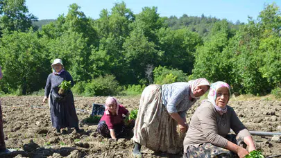 Toprakta 162 yıllık miras: Çukurören’de kırmızıbiber mesaisi başladı