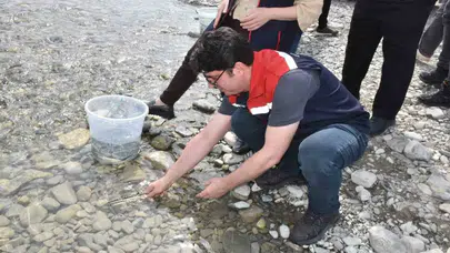 Nesli tükenme riski altındaki o tür için seferberlik: Karadeniz’in sularına 2 bin 500 yeni umut bırakıldı