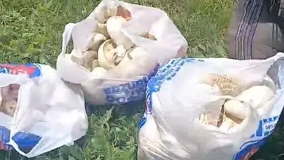 Erzurum’da doğa cömertliğini gösterdi: Dağlardan toplanan mantarlar hem sofraları hem cepleri dolduruyor