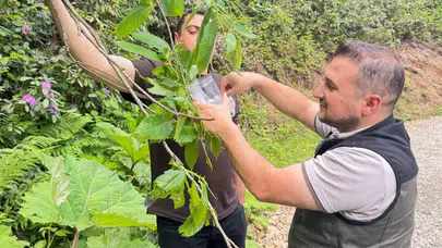 Kestane ormanlarına umut taşıyan operasyon: Doğal düşmanlar sahaya indi