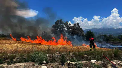 Seydikemer'de alevler zeytinliğe sıçradı: Hasat öncesi büyük hüsran