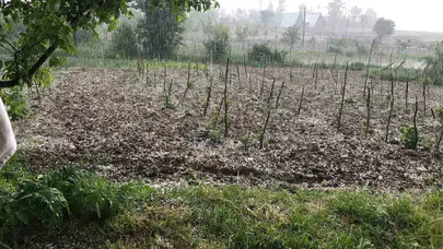 Bursa'da mevsim dışı sürpriz: Keles'te tarlalar beyaza büründü, çiftçinin umudu doluya karıştı