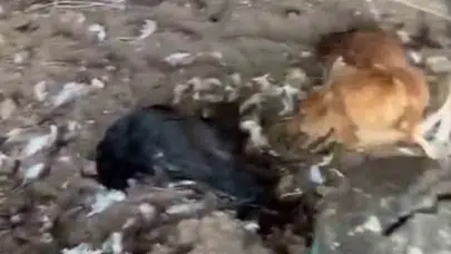 Tatildeyken gelen acı haberle şoke oldu: Bahçeye giren köpekler kümeyi talan etti