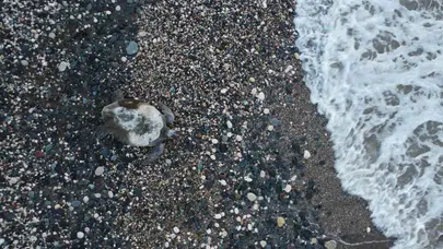Mersin sahillerinde hummalı çalışma: Caretta carettaların güvenli yuvalama mesaisi başladı