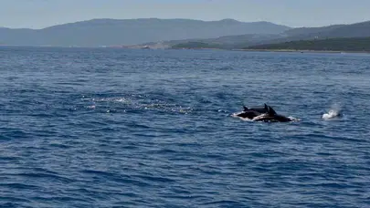 Bodrum'da deniz temizliğine yunuslardan destek: Vali Akbıyık'a özel gösteri