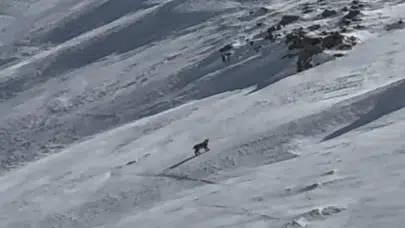 Karda izini kaybettiren gizemli misafir: Bitlis’te ormanın hayaleti objektiflere yansıdı
