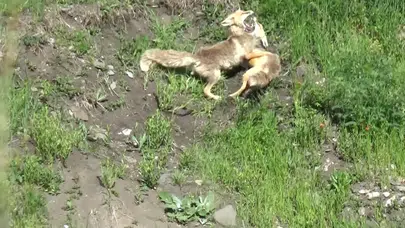 Kars’ın vahşi doğasında renkli anlar: Kızıl tilkilerin dansı objektiflere böyle yansıdı