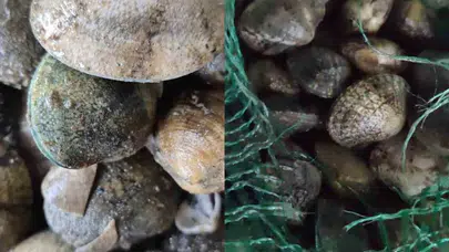 Kapıkule’de kaçakçılığa ağır darbe: 840 kilo akivades için rekor ceza