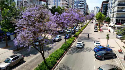 Adana’da mor rüzgar: Jakarandalar şehri büyüledi