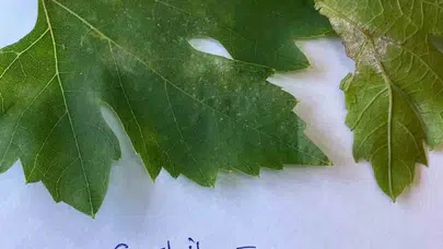 Bağcılıkta kritik gün: Sarıgöl'de üreticiye 'ilaçlama takvimi' uyarısı
