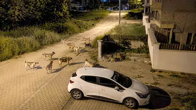 Bolu’da sokaklar köpek sürüsüne kaldı: Vatandaşlar sokağa çıkmaya korkuyor