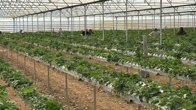 Tarlada değil serada devrim: Hassa’nın kadınları topraksız çilek hasadına başladı