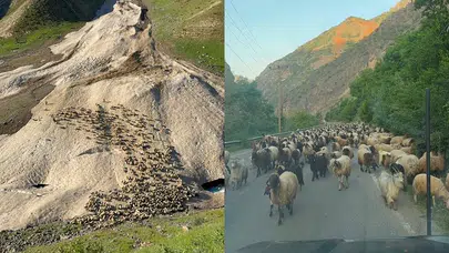 Doğa direndi, besiciler bekledi: Hakkari’nin yüksek kesimlerinde yayla mesaisi başladı