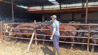 Şuhut’ta hayvancılığa sıkı takip: İthal hayvanlar mercek altında