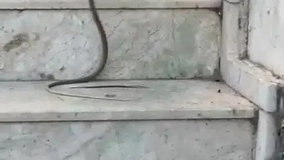Antalya’da korkusuz kedi: Yılanla adeta köşe kapmaca oynadı